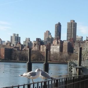 Meet your Posher, Rosa